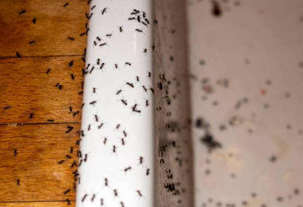 Professional Pest Control in St Marys, PA
