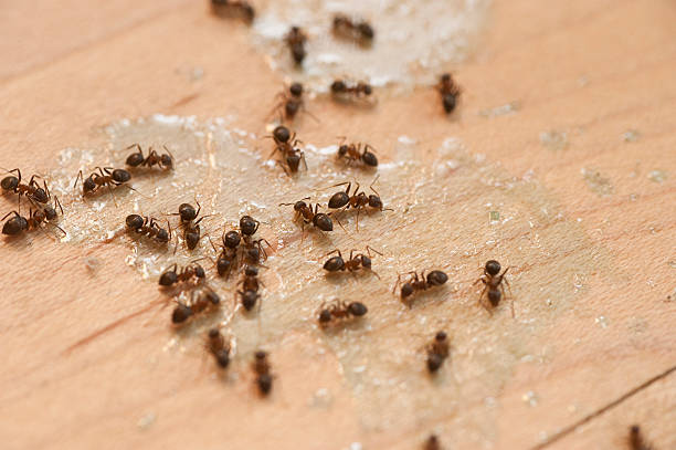 Best Pest Control for Businesses  in St Marys, PA