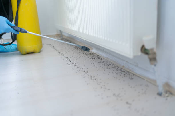 Best Flea Control Services  in St Marys, PA
